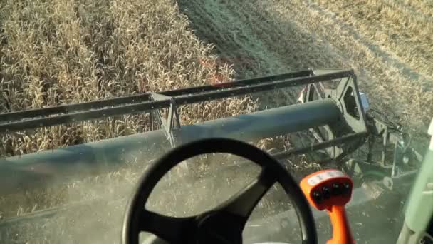 Conducente della mietitrebbia corse in campo e vendemmia grano . — Video Stock