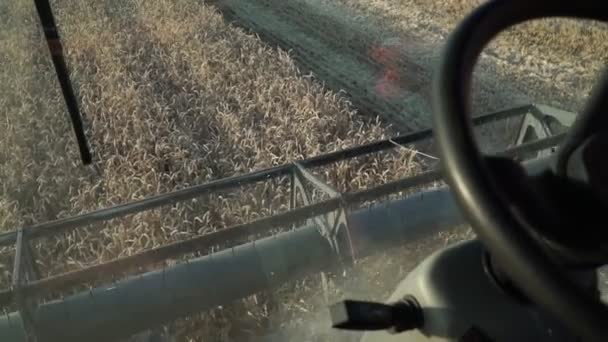 한 남자 가 밭에서 조합에서 일하고 있습니다. 밀 수확. — 비디오
