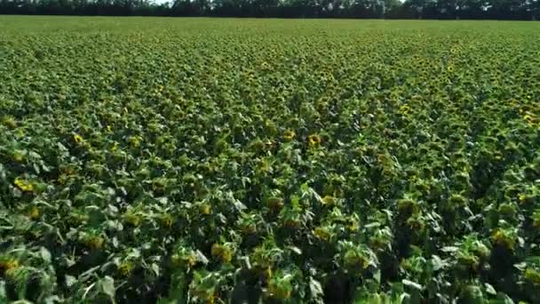 Un gran campo verde con girasoles florecientes, video aéreo . — Vídeos de Stock