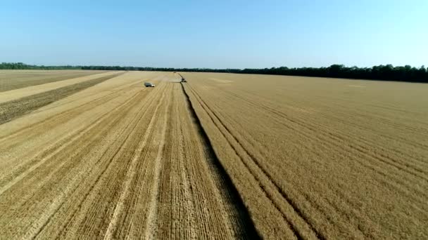 Повітряне відео: панорама золотого поля дозрілої пшениці. Збір врожаю комбайнами . — стокове відео