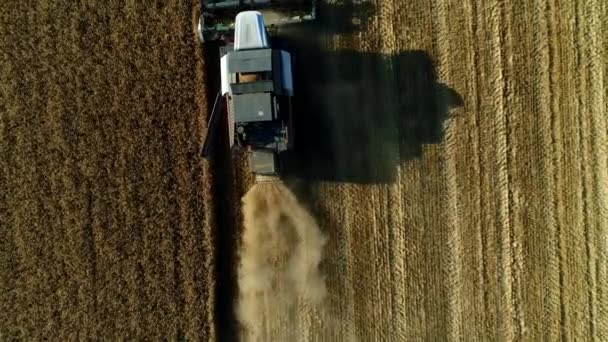Εναέρια βίντεο: ένας θεριστής στον αγρό θερίζει σιτάρι. — Αρχείο Βίντεο