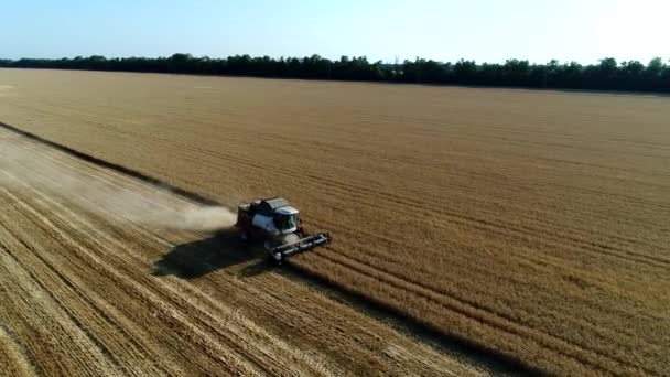 Vídeo aéreo: panorama de un campo de trigo. Cosechadoras cosechan grano . — Vídeos de Stock