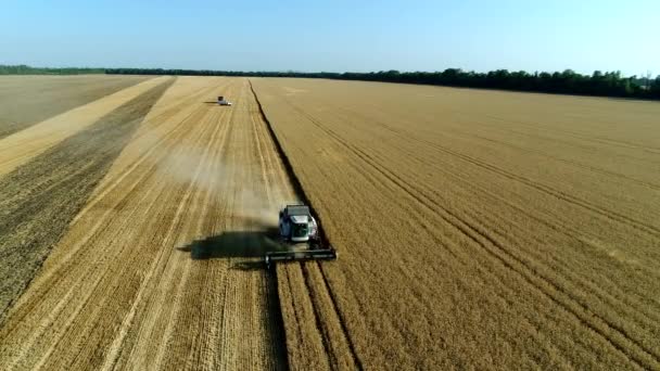 A Harvester trabalha no terreno. A ceifa combina trigo no campo, vista aérea . — Vídeo de Stock