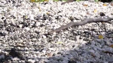 Kara zehirli bir yılan yerde sürünüyor..