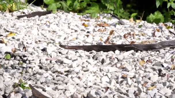 Een giftige slang kruipt op stenen. — Stockvideo