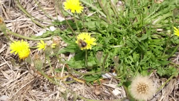 Bumblebee se sienta en una flor. Bumblebee poliniza una flor de diente de león . — Vídeos de Stock