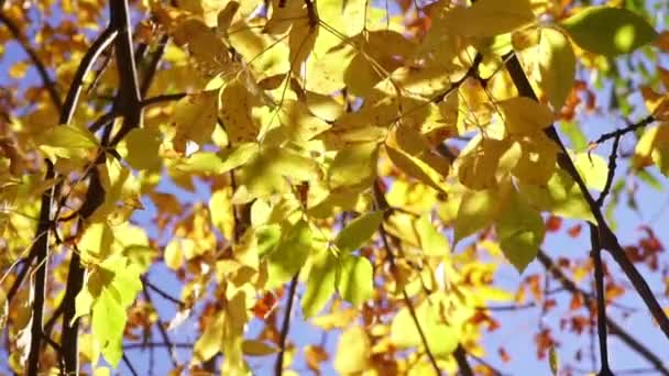 Las hojas amarillas del otoño se balancean en el viento. Hermoso fondo de otoño . — Vídeo de stock