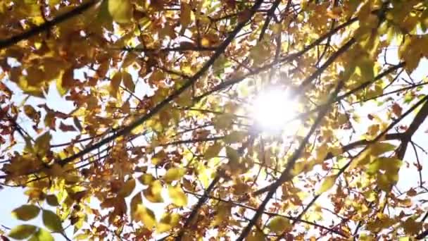 Foglie di autunno gialle e luce solare. Sfondo autunno . — Video Stock