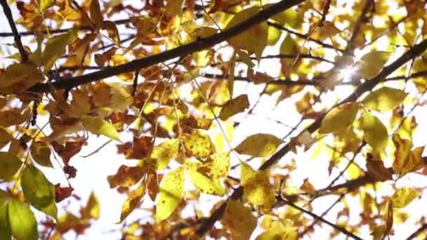 Gele herfstbladeren en zonnestralen. — Stockvideo