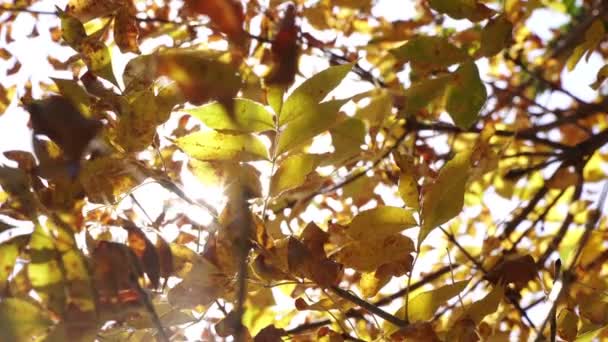 Herfst, gele esdoorn bladeren op een achtergrond van fel zonlicht. — Stockvideo