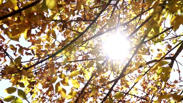 Fond automnal, feuilles jaunes et rayons du soleil .