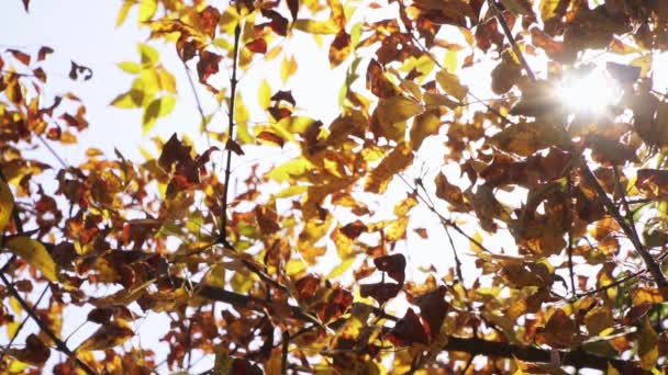 Gelbe Herbstblätter fallen vor dem Hintergrund der Sonnenstrahlen von einem Baum. — Stockvideo