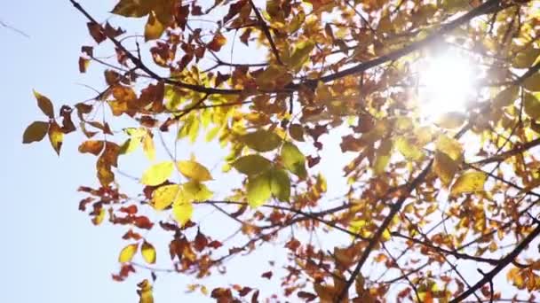 Promienie słońca świecą przez żółte jesienne liście. Piękne jesienne tło. — Wideo stockowe