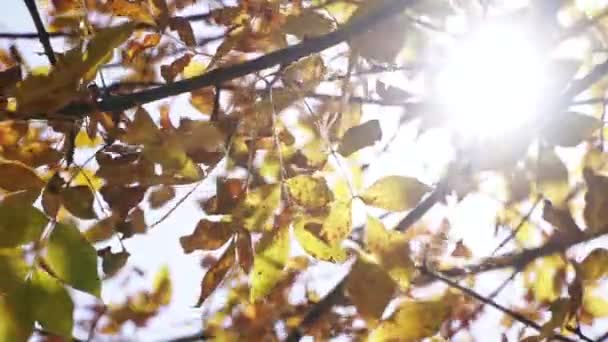 Foglie autunnali gialle cadono da un albero, rallentatore . — Video Stock