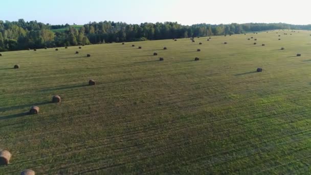 Panorama de um campo verde, palheiros e rolos de feno jazem no chão . — Vídeo de Stock