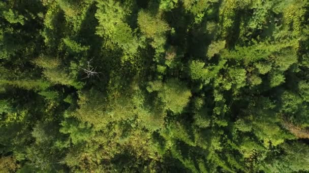 Zielony las i drzewa w lecie, widok z lotu ptaka. — Wideo stockowe