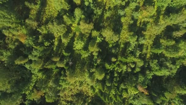 Вид с воздуха: зеленый лес и деревья летом . — стоковое видео