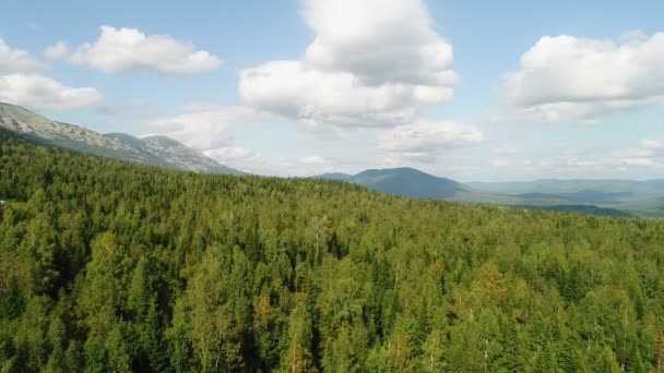 Bela natureza, taiga, floresta verde e árvores no verão, vista aérea . — Vídeo de Stock