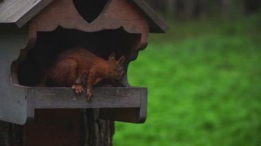 Parktaki dişi bir sincap ağaçtaki bir yemlikte oturur..