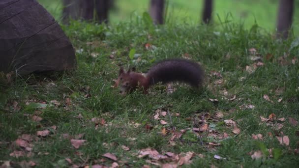 Wiewiórka w parku z puszystym ogonem skacze po trawie. — Wideo stockowe