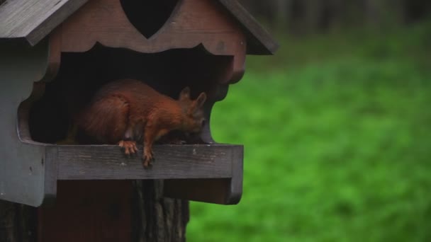 Um esquilo fêmea em um parque se senta em uma manjedoura em uma árvore . — Vídeo de Stock