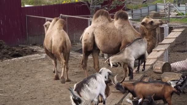 Lantbruksdjur, kameler och getter i aviarier. — Stockvideo