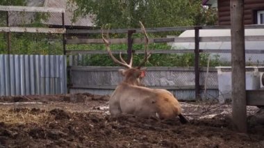 Kuşhanede bir çiftlikte geyik. Kuşhanede büyük boynuzları olan bir geyik..