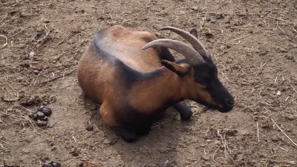 Una cabra con cuernos grandes yace en el suelo . — Vídeo de stock