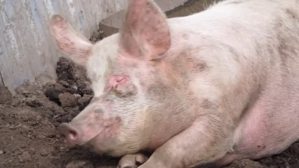 Een varken slaapt in de modder op de grond, boerderij, landbouw. — Stockvideo