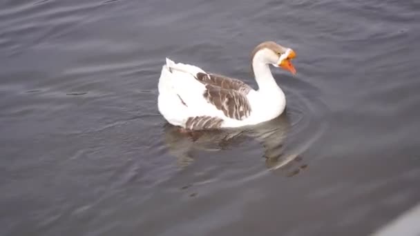 A gray goose swims in a pond. — Stock Video