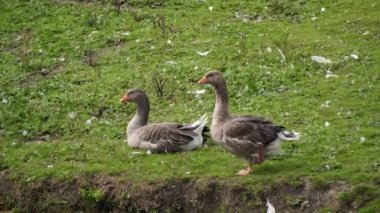İki gri kaz yeşil çimlerde bir çiftlikte.