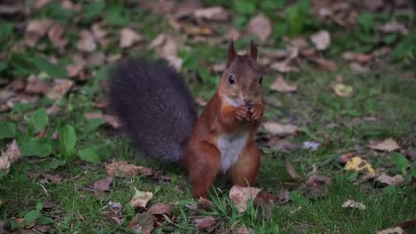 Ekorre i skogen på gräset äter nötter. — Stockvideo