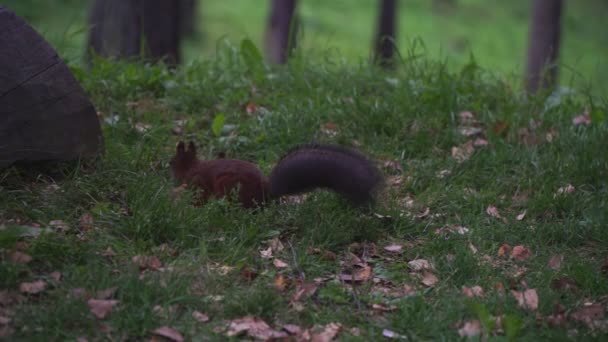 Esquilo da floresta comendo uma noz no chão . — Vídeo de Stock