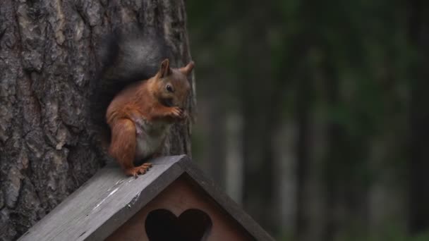 Écureuil forestier assis dans un arbre . — Video