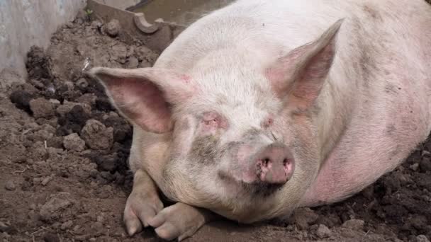 Un cerdo gordo yace en el barro en el suelo . — Vídeo de stock