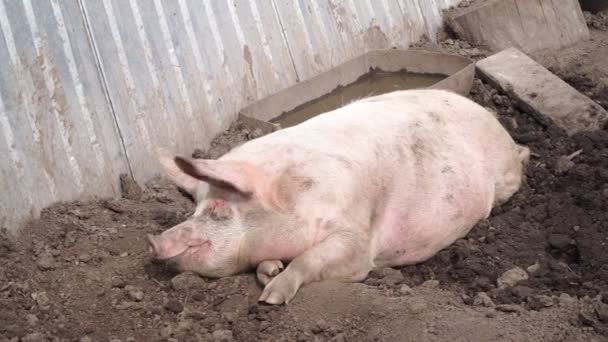 Schwein auf dem Bauernhof liegt im Schlamm. — Stockvideo