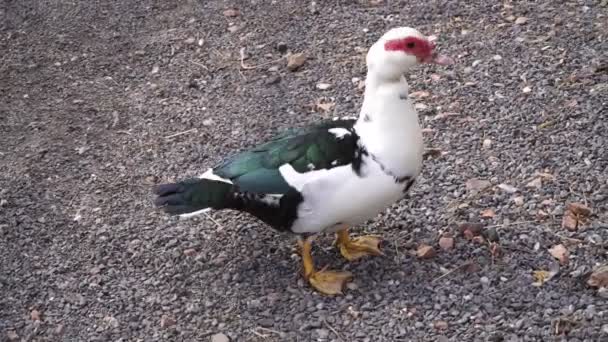 Gefokte eend op de boerderij. — Stockvideo