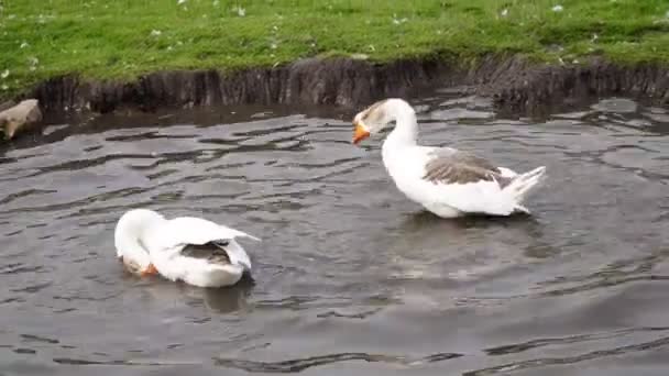 Kazlar yüzer ve çiftlikteki göle dalarlar.. — Stok video