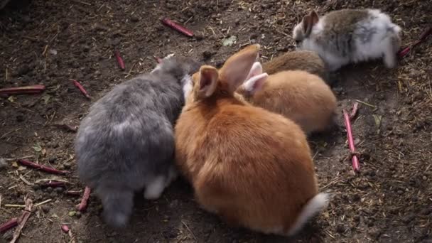 Konijnen op de boerderij eten op de grond. — Stockvideo