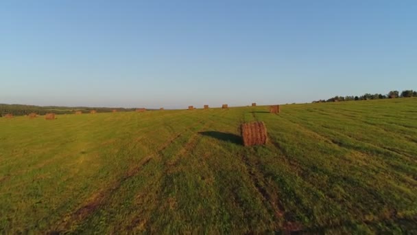 Ρολά κουρεμένου σανού σε ένα πράσινο χωράφι. Τοπίο χώρας, εναέρια άποψη. — Αρχείο Βίντεο