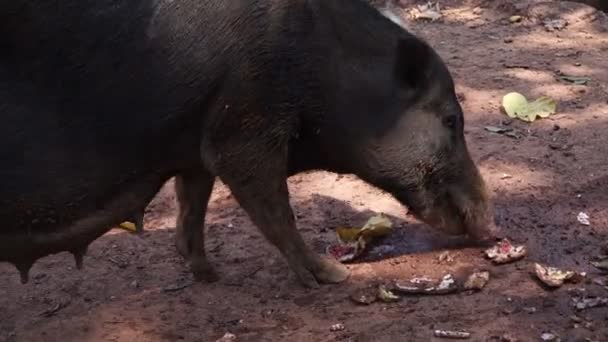 Un cerdo doméstico come basura en una calle de la India. Un cerdo en la granja — Vídeo de stock