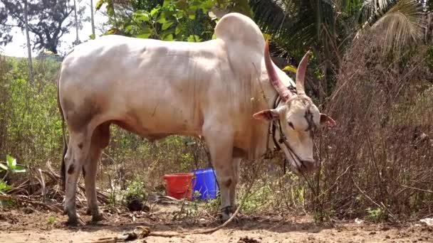 Een grote witte zebu stier in een dorp in India. Witte heilige Indiase stier — Stockvideo