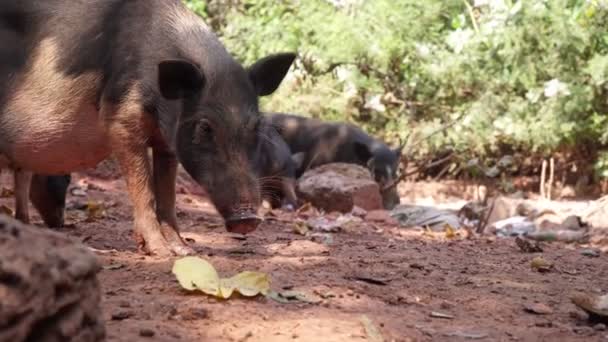 Cerdo negro salvaje en la India. Cerdos domésticos en una granja de Asia — Vídeo de stock