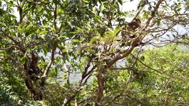 India, Karnataka, monkeys are sitting on tree branches in the forest in jungle — Stock Video