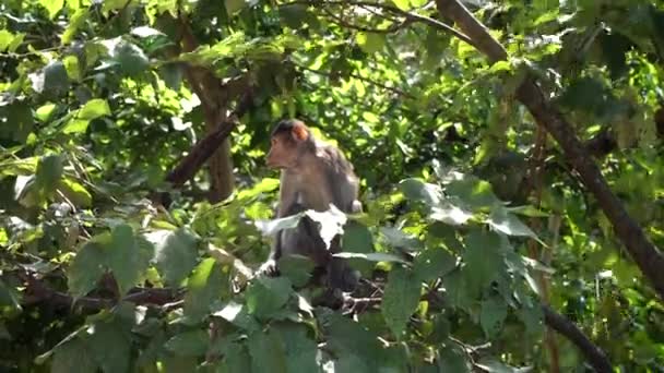 Índia, Karnataka, um jovem macaco sentado em um galho de árvore em uma floresta na selva — Vídeo de Stock