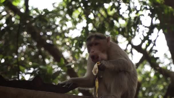 Indie, Karnataka, makakowa małpa jedząca banana — Wideo stockowe