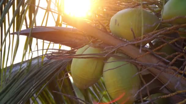Los cocos verdes crecen en una palmera. Árbol de coco sobre fondo del atardecer . — Vídeos de Stock