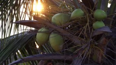 Hindistan cevizi palmiyesi, yapraklar ve hindistan cevizleri günbatımının arka planında