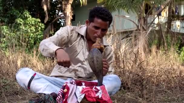 Ένας άντρας παίζει τη μελωδία μπροστά από ένα φίδι κόμπρα. Ινδός γητευτής φιδιών. — Αρχείο Βίντεο