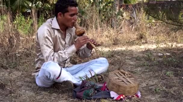 Indische slangenbezweerder. Een man speelt fluit voor een cobra slang. — Stockvideo